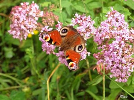 Dost mit Schmetterling