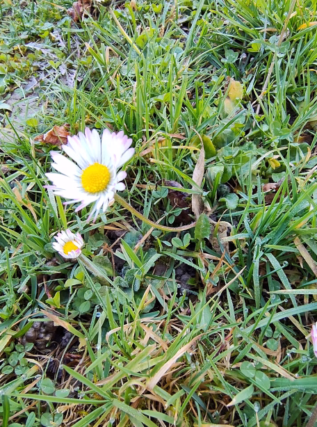 Gänseblümchen offen 1